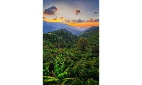 Clifton Dağı Estate, Jamaika Blue Mountain - Yeşil Çekirdek
