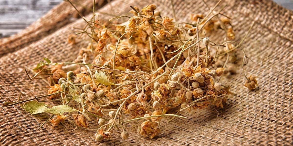 Ihlamur Nerede Bulabilirim?